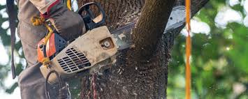 How Our Tree Care Process Works  in  Monona, IA