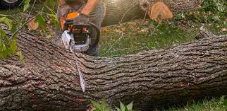 Best Commercial Tree Services  in Monona, IA
