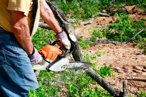 Best Arborist Consultation Services  in Monona, IA